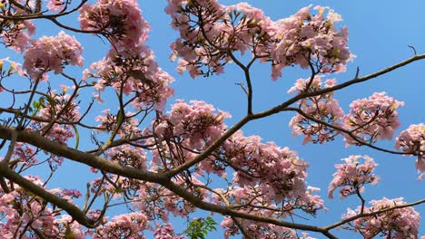 a flowering tabebuia rosea, also called the pink poui, or pink trumpet tree