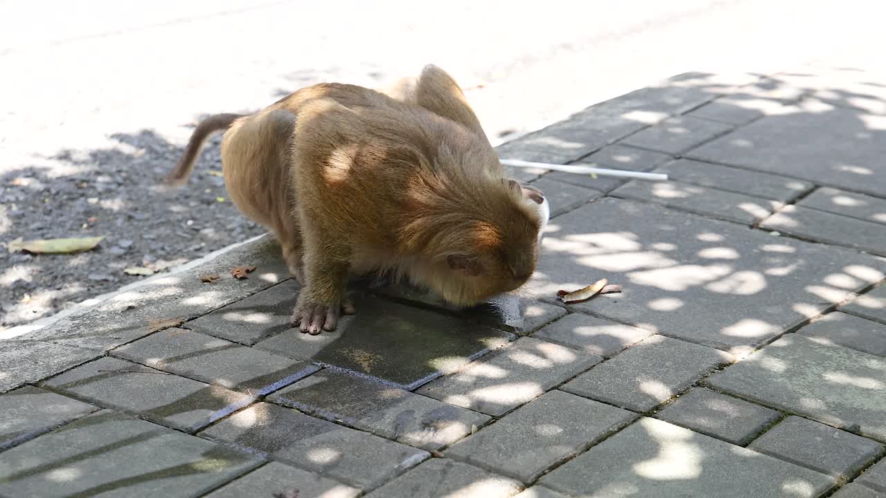 태국 푸켓 의 전망대 에서 땅 을 호기심 으로 조사 하는 원이