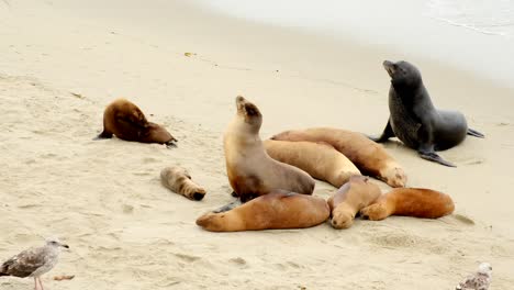 Close-up-footage-of-Sea-Lions-on-La-Jolla-Beach-in-California