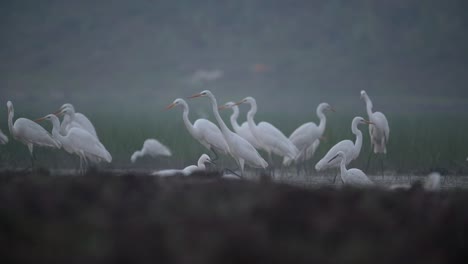 Reiherschwarm-Im-Feuchtgebiet,-Einige-Vögel-Landen-In-Zeitlupe