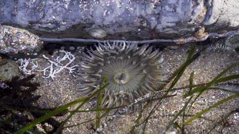 close up of a sea anemone in a shallow tide pool