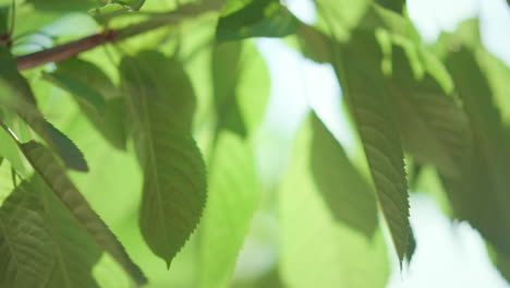 Sommerblatt-Obstbaumzweig-Im-Sonnenlicht,-Nahaufnahme.-Kirschpflanze-Im-Gewächshaus