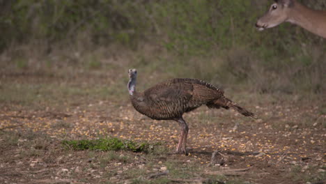 Pavo-Salvaje-En-Texas-Pavo-Salvaje-En-Texas