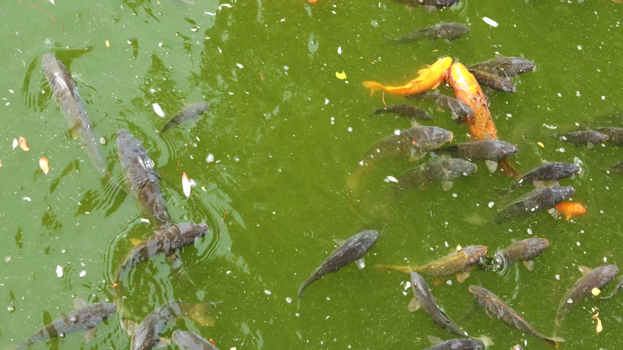 다채로운 코이 물고기가 연못에서 헤엄치고 있습니다.