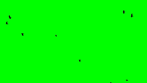 crows fly right to left on a green screen looped