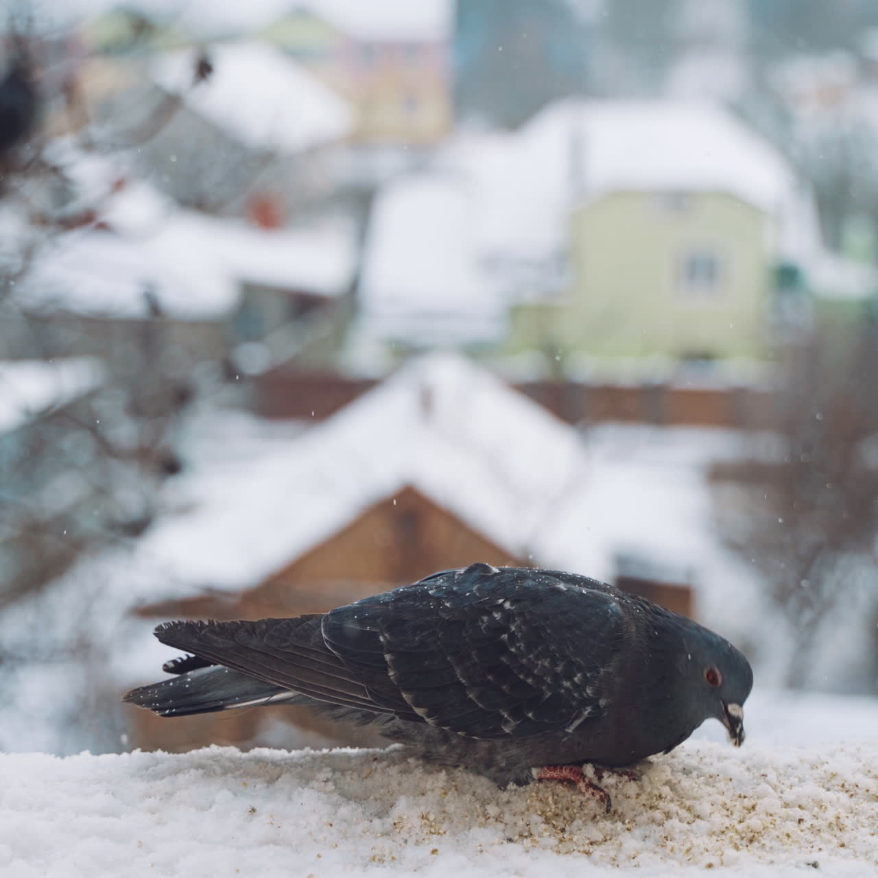 Beautiful bird in the snow on the winter city background. Hungry bird dove eating bread on the roof of a house outdoors.