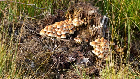 Haufen-Pilze-Wachsen-Auf-Dem-Boden,-Umgeben-Von-Gras