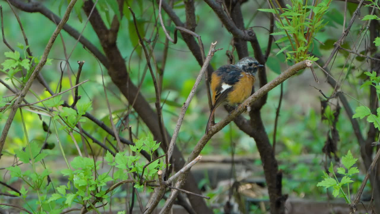 다우리안 레드스타트 (daurian redstart) 의  ⁇ 털 은 건조 한 덤불 가지 에 앉아서 부풀어 오른다