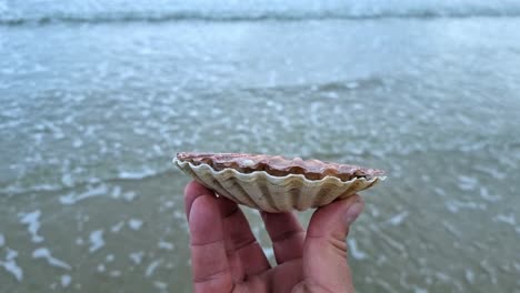 male hand holding fresh multi coloured bay scallop clam shell on seafront harbour coastline