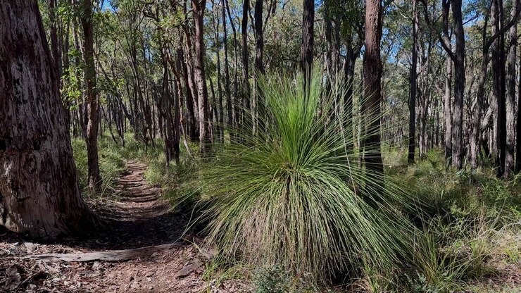 Grass Tree Bush Trail Western Australia Glen Forest National Park dry scrub