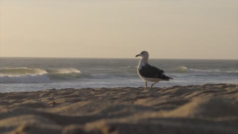 bird passing by on the beach