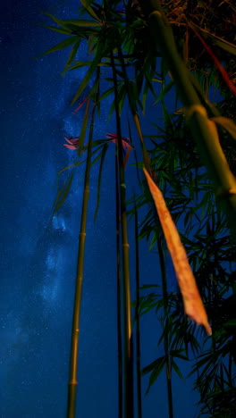 bamboo with lanterns under the milky way