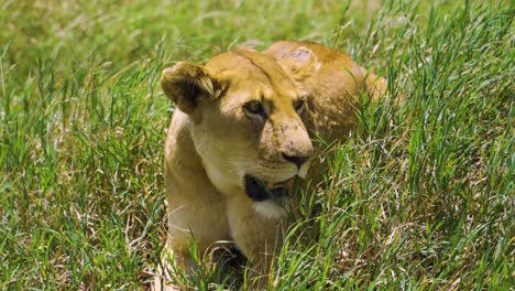 an african lioness lies on the green grass and rests under the bright sun in the hot savannah