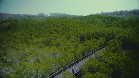 Ein-Holzstegweg-Durch-Eine-Dichte-Mangrove