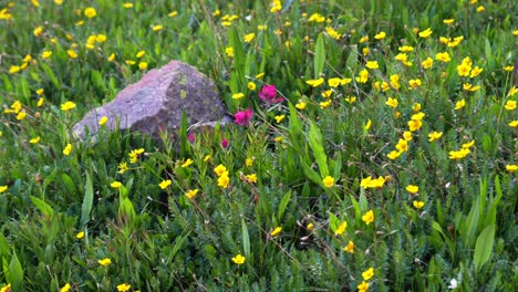 field of wildflowers and a rock