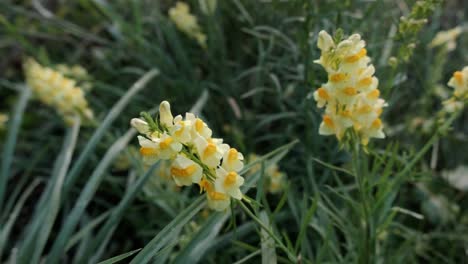 close-up of pale yellow wildflowers