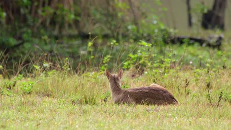 Indischer-Schweinehirsch,-Hyelaphus-Porcinus,-Thailand