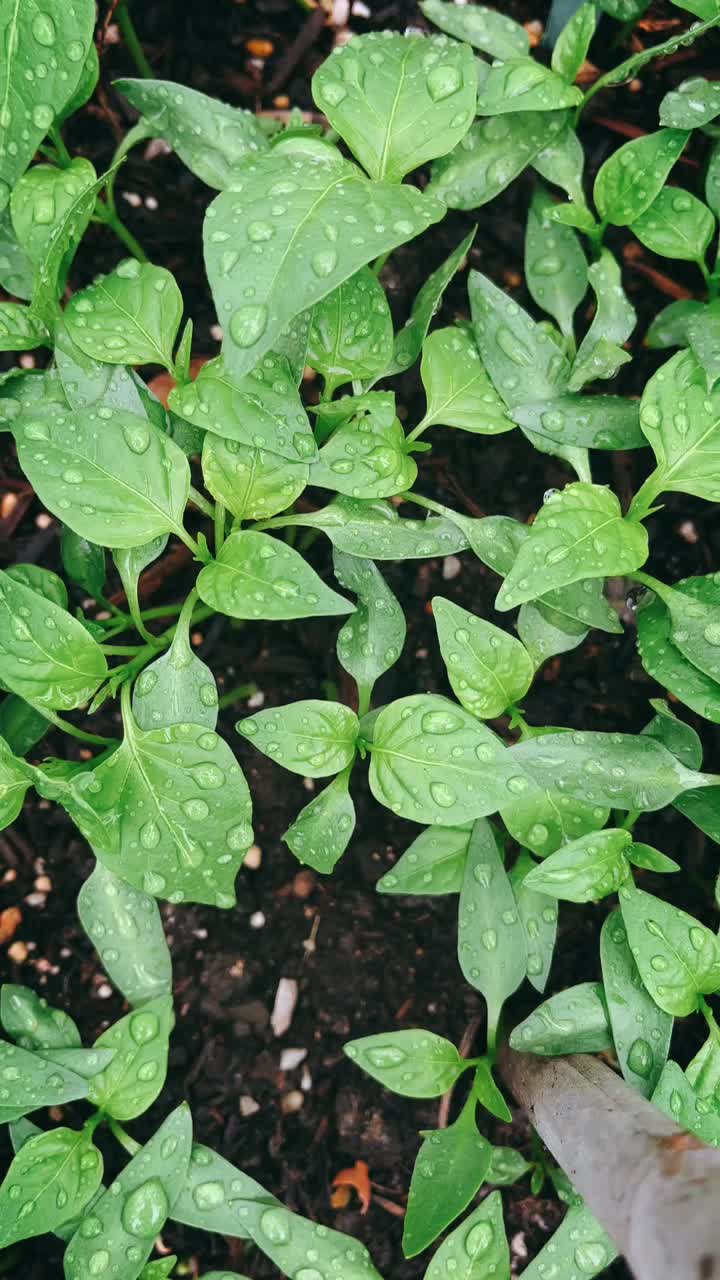 plantas jóvenes de pimienta en un jardín