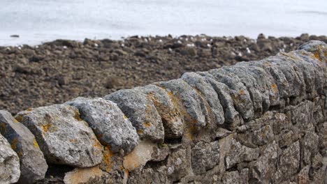 Stonewall-with-low-tide-shoreline-in-background-with-seagulls