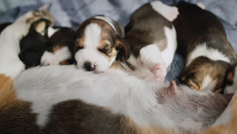 little beagle puppies eat their mother's milk