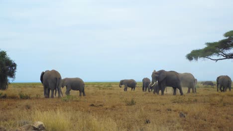 a-large-elephant-herd-stops-in-the-savannah-to-feed-and-rest