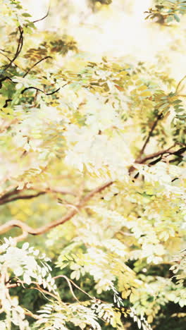 close-up of lush green and yellow leaves on tree branches