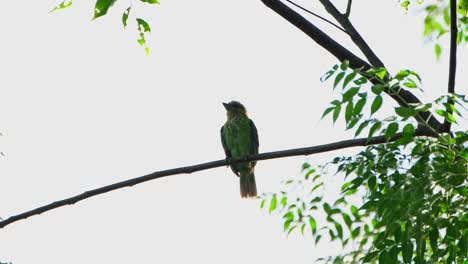 a zoom out of this bird while looking towards the left after preening, green-eared barbet psilopogon faiostrictus