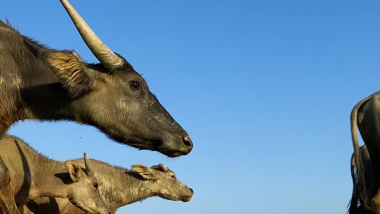 кинематографический низкий ракурс стадо быков проходит мимо