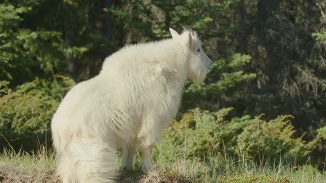 mountain goat in greenery looking around.