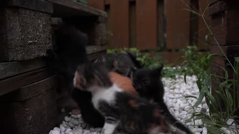 a group of playful kittens interacts with each other in a garden setting