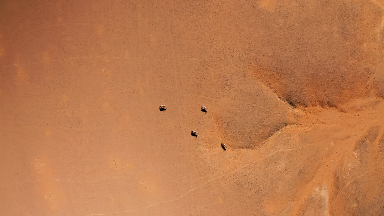Aerial View of Antelope in a Desert Landscape