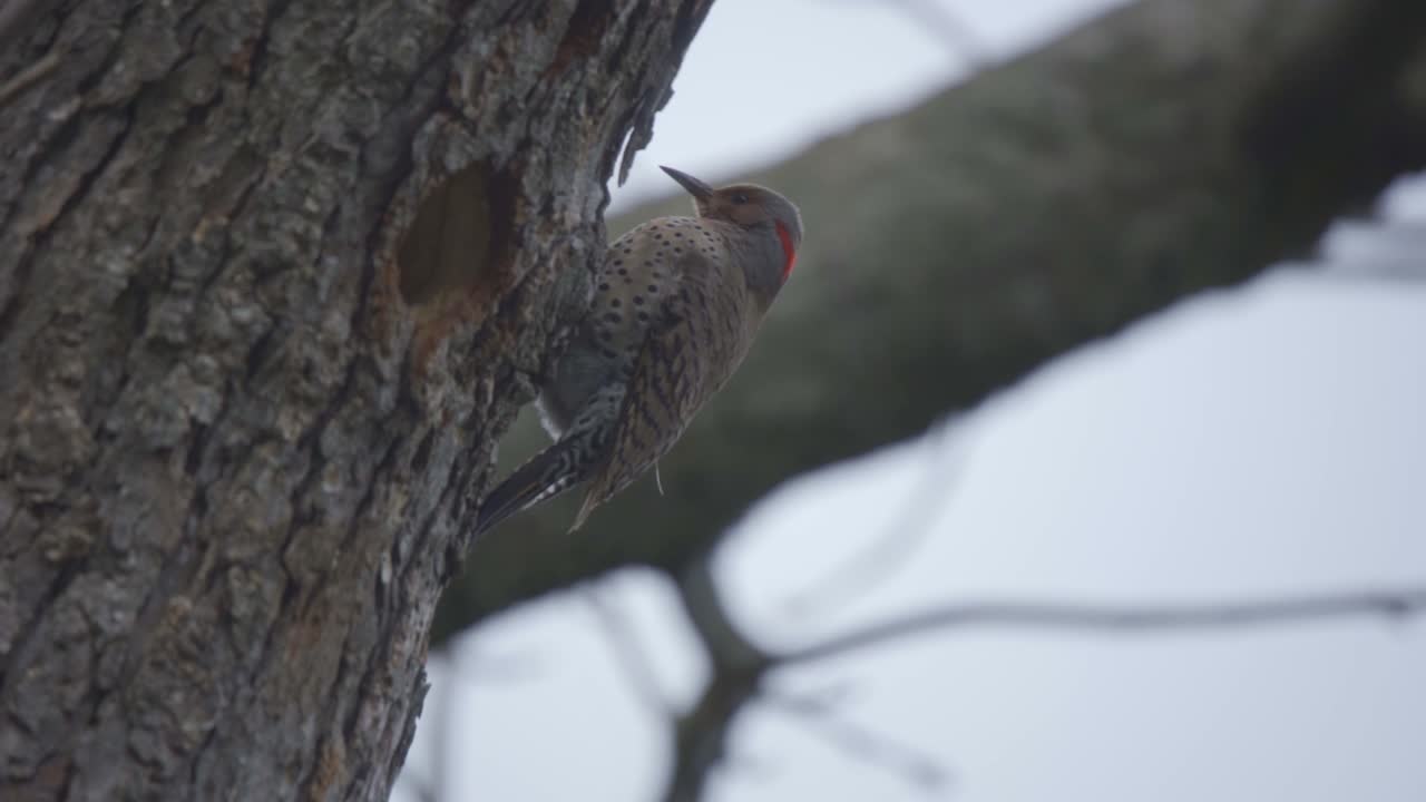 primer plano de un parpadeo del norte en el parque algonquin, ave de la familia de los pájaros carpinteros que se encuentra en los bosques