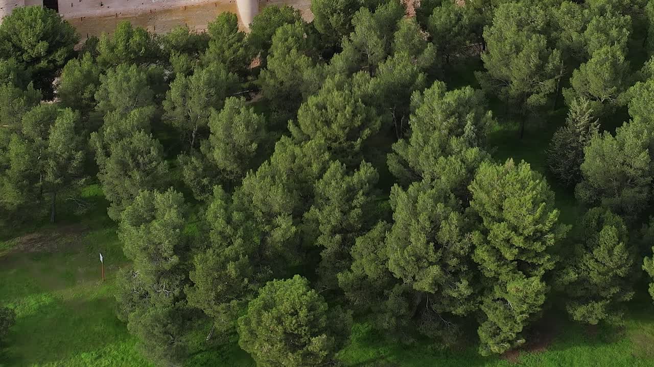 La Mota Kalesi yakınındaki çam ağaçları, havadan