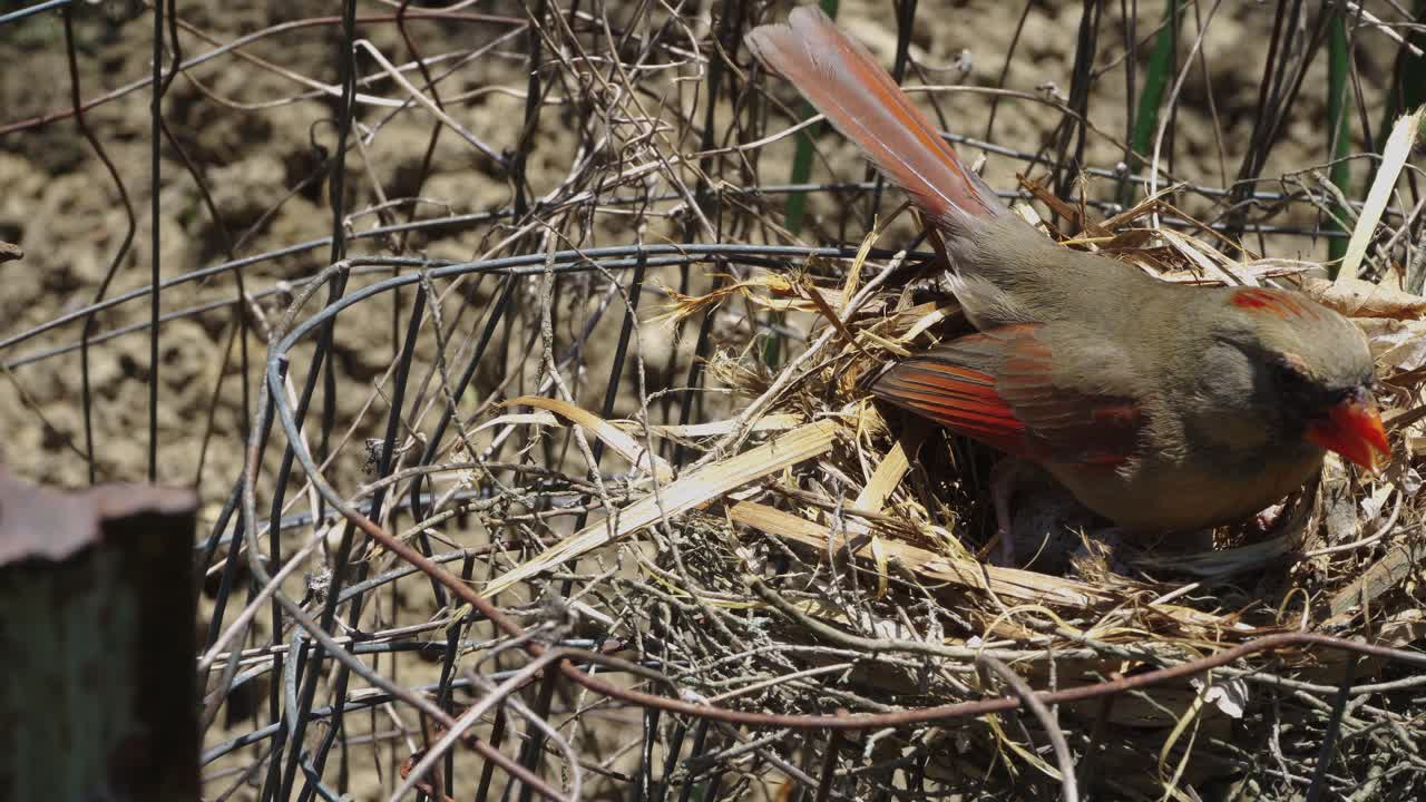 mamá pájaro jadeando y enfriando los huevos