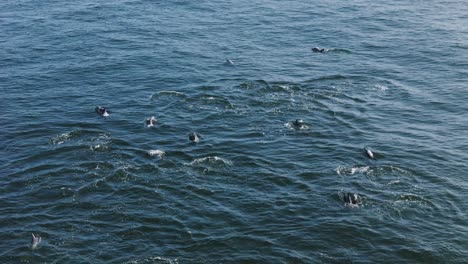 drone clip of a playful pod of dolphins swimming together as they splash and jump out of the water