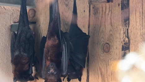 a group of black bats hang from the ceiling, wooden terrarium