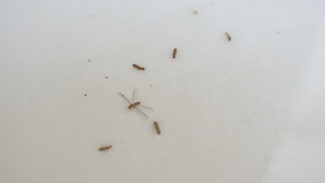 dead termites soldier and winged reproductive in disgusting bathroom bath tub