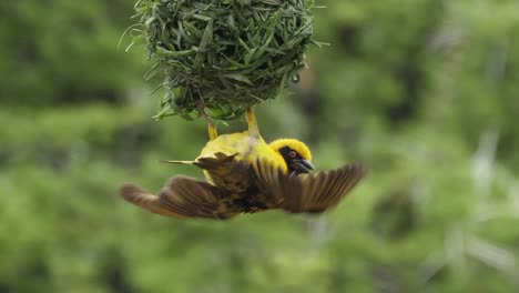 Männlicher-Gelbmaskierter-Webervogel-Baut-Ein-Nest-Und-Wirbt-Es-Für-Weibchen