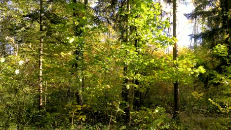 stunning drone retreat through european mixed forest in autumn: rays of sunlight piercing through trees, showcasing a golden tapestry of leaves and serene woodland beauty