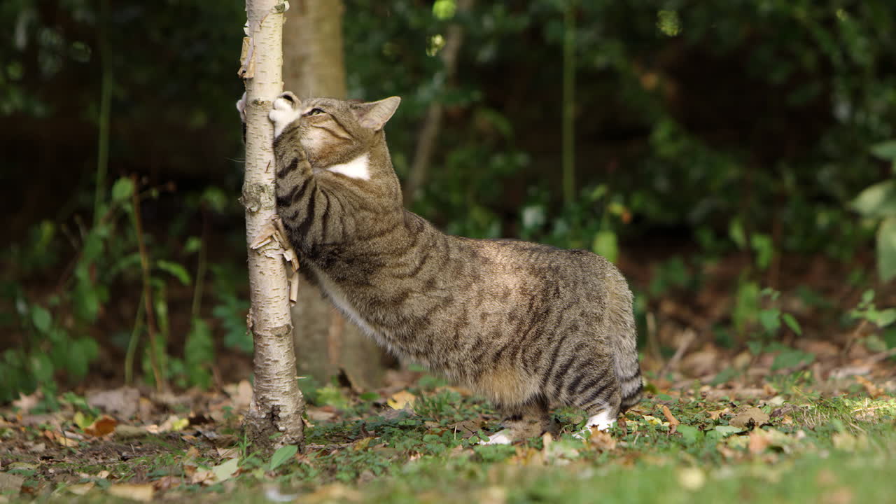 gato tabby afilando las garras en el tronco del árbol en el jardín - disparado en cámara lenta