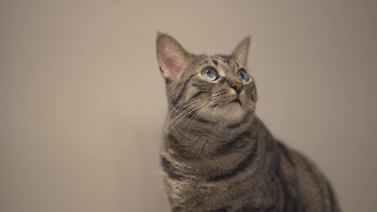 Adorable Black Striped Cat Sitting Against The Wall And Curious Of Something. - close up shot
