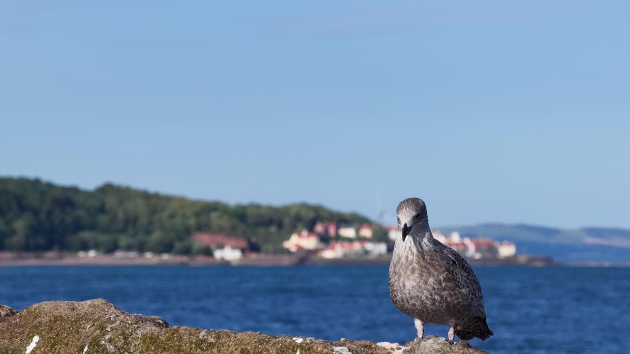 Young seagull perched on rocky shoreline, blue ocean and distant village, bright natural daylight