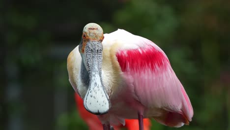 Wild-roseate-spoonbill,-platalea-ajaja-with-striking-pink-plumage-perched-in-the-shallow-water,-staring-straight-into-the-camera,-close-up-portrait-shot-capturing-the-features-of-this-bird-species