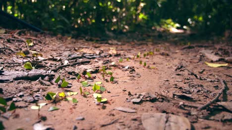 a trail of leafcutter ants transports leaf fragments, shaping the ecosystem of peru’s amazon rainforest.