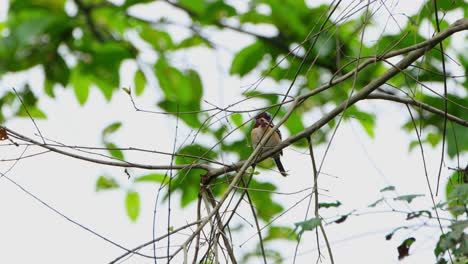 Looking-through-bare-branches-towards-the-camera,-Banded-Kingfisher-Lacedo-pulchella,-Thailand