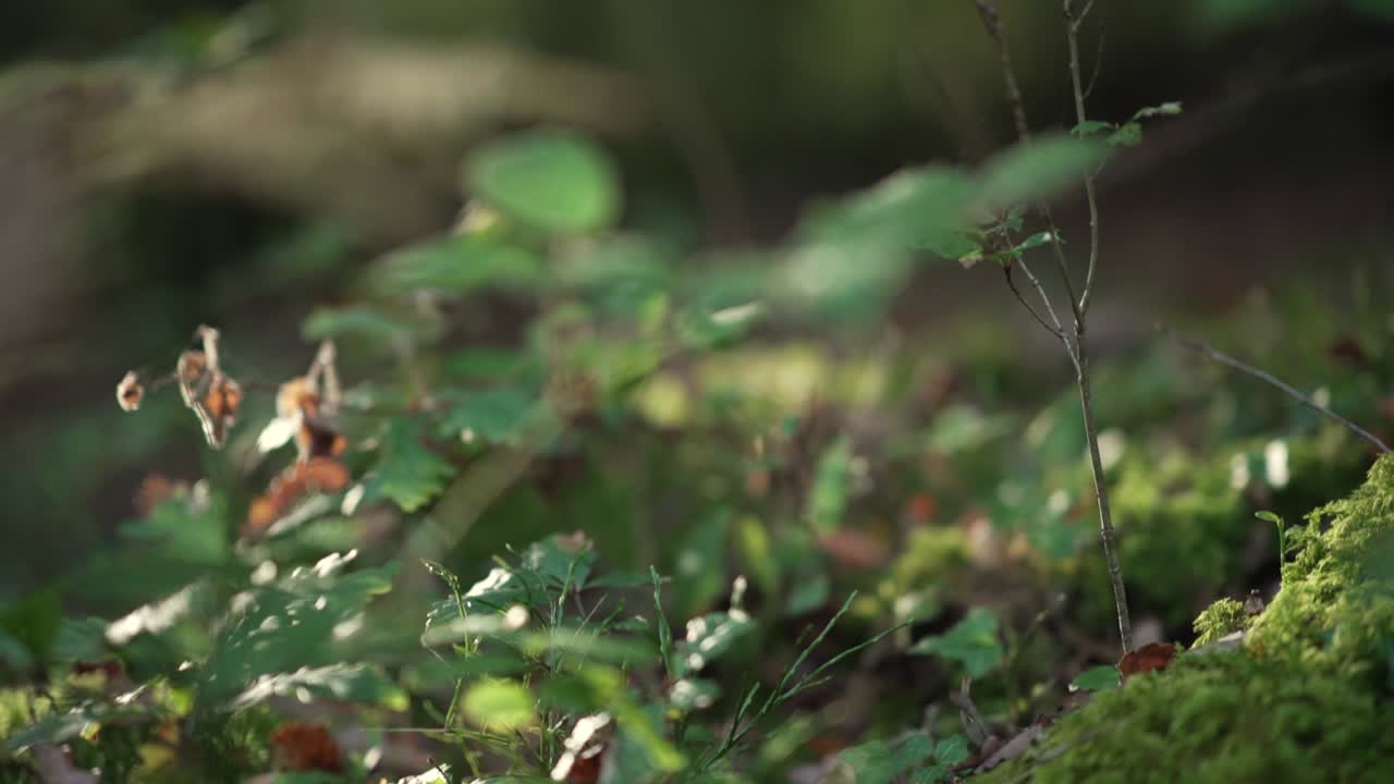 Moss and leaves in a forest during golden hour, with sun beams comming through the leaves in slowmotion
