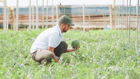 farmer examining watermelons in greenhouse