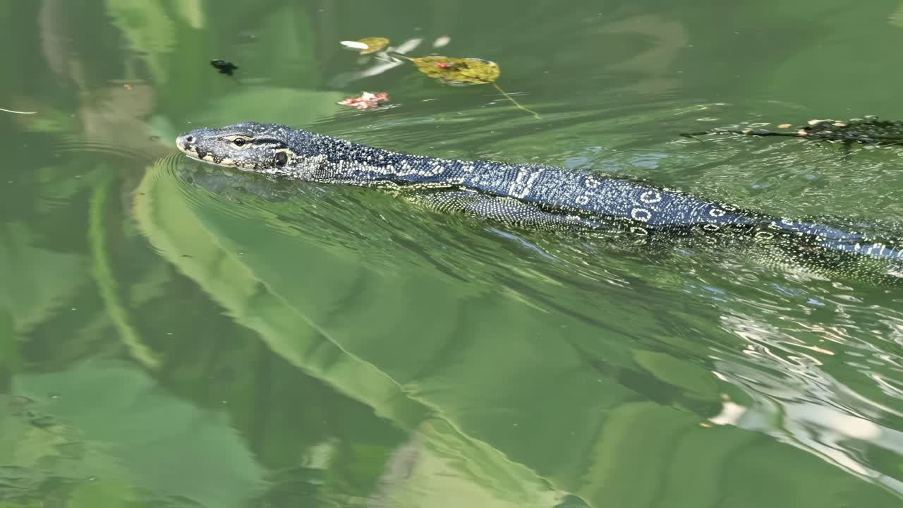 Close-up of a monitor lizard's head smoothly moving through vibrant green water.
