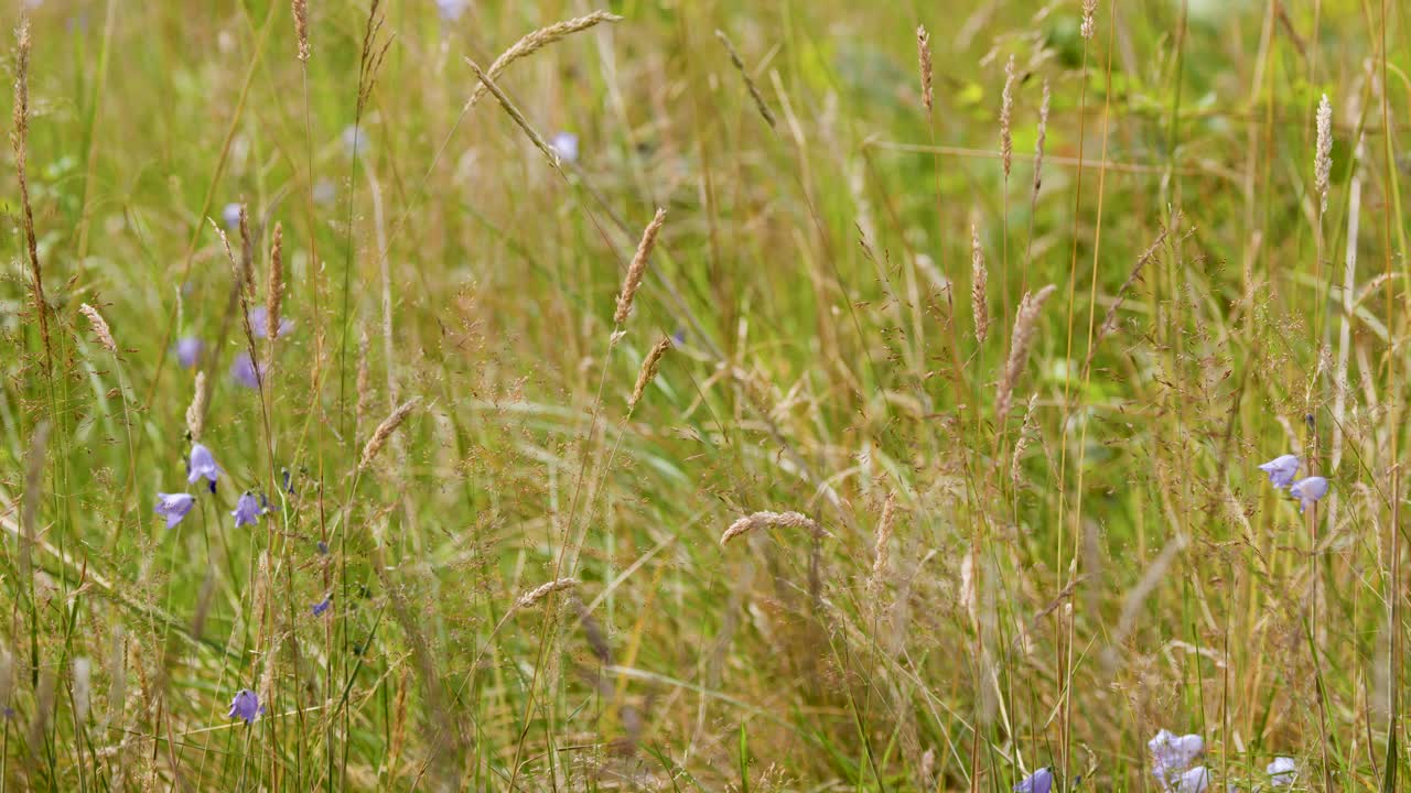 Close-up of wild grasses and purple wildflowers gently moving in natural Highland meadow sunlight