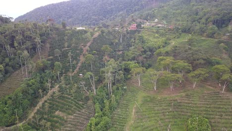 coffee plantation in the bolivian mountain jungle